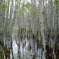 Aspens on the Mogollon Rim