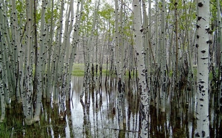 Aspens on the Mogollon Rim - arizona, aspens, forest, nature