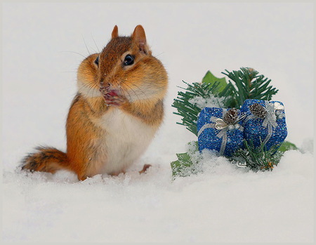 Christmas is for everyone - full cheeks, snow, presents, brown black and white, chipmunk, stripes