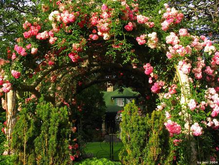 rose garden - roses, arches, beautiful, garden, botanical