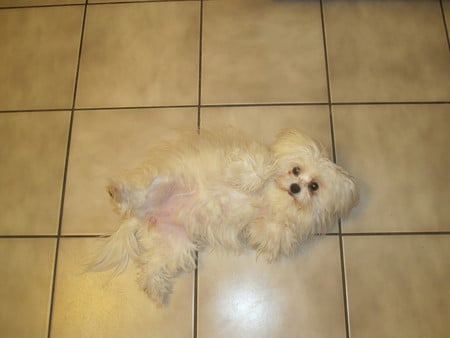 Maltese Waiting For Belly Rub - maltese, pet, puppy, dog