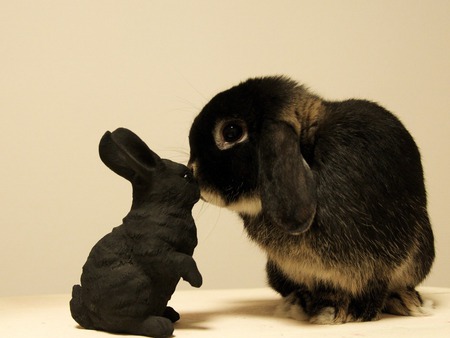 Bunny and toy - rabbit, animal, kiss, love, toy, bunny, sweet