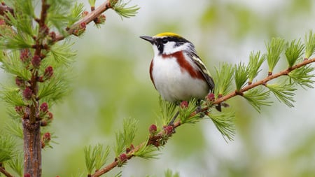 Sweet bird in forest - animal, tree, forest, bird