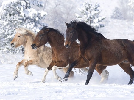 Majestic horses - animal, winter, nature, run, snow, horse