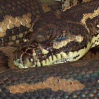 Python