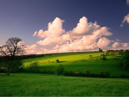 Sky - field, sky, tree, nature