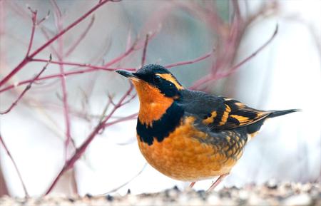 Bird - tree, animal, bird, snow