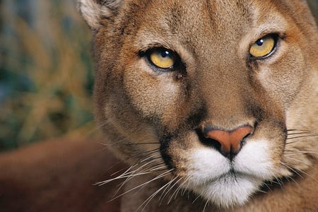 Lion - abstract, yellow, beautiful, photography, eyes, beauty, colors, orange, lion, color