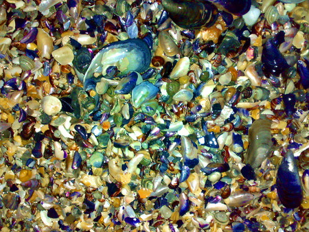 Seasand-closeup - shells, colorfull, colors, sand, seashore