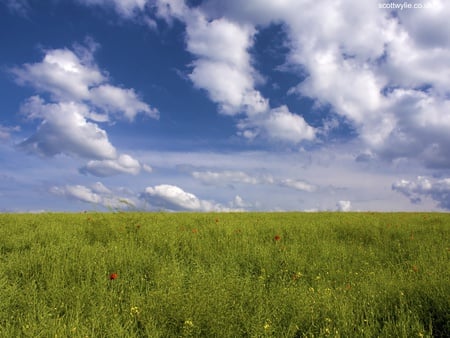 Green Field - nature, blue, green, landscape, grass, sky