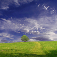 Tree in Field