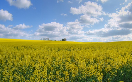 Rape Crop - nature, yellow, blue, landscape, sky