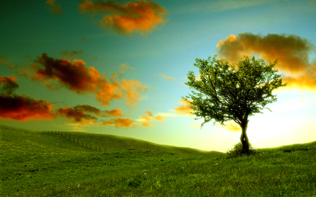 All alone on a summer's day - green, tree, field, sunset