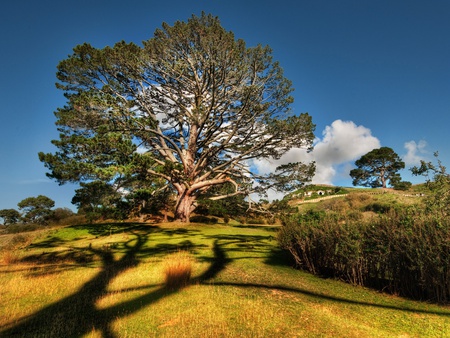 Tree in the Shire - shire, blue, field, tree, sky