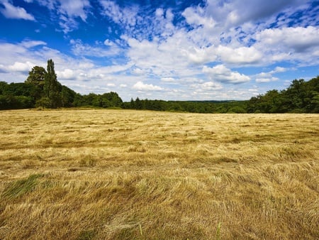 Fields of France - sky, field, golden, blue