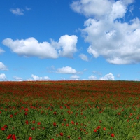 Poppy Field