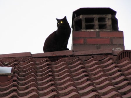 I'm 11 but I can still do it - black cat, roof, animals, cats, viewing