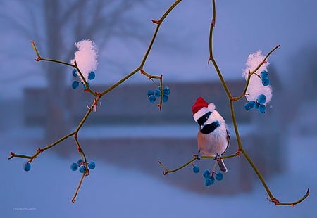 Santa Chickadee - snow, winter, tree, berries, chickadee, santa hat