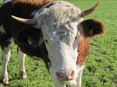 I'm so pretty - milk cow, fields, nature, cows