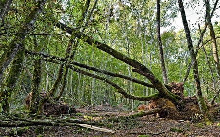 Fallen Trees - nature, forest, landscape, trees