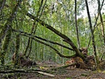 Fallen Trees