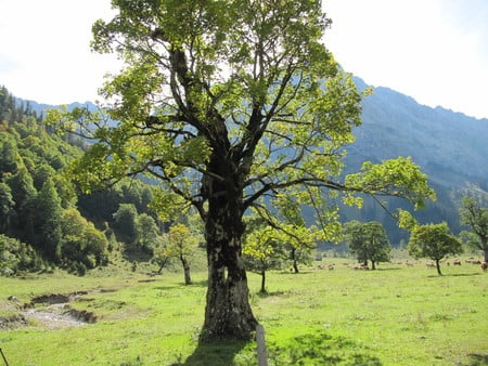 Over 400 years old - nature, fields, tree, austria