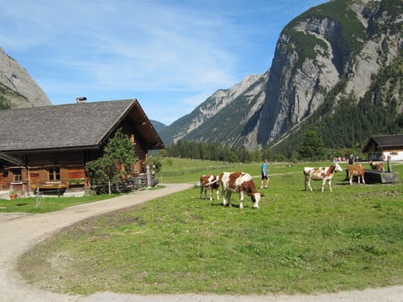 Beautiful Austria - austria, mountains, cows, fields