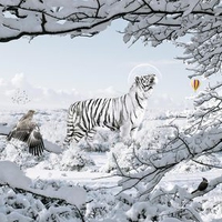 White tiger in winter