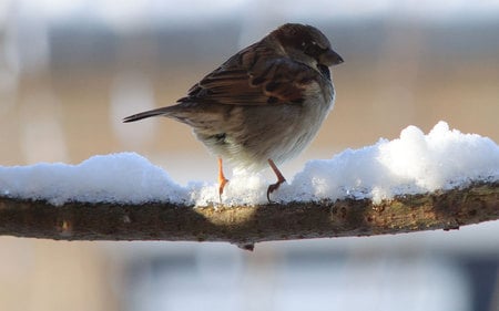 Sparrow in snow - snow, sparrow, bird, winter