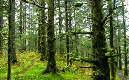 Mossy Forest - nature, green, forest, landscape