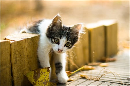 playing cat - pretty, cat, black white, playing, kitten