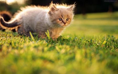 walking cat - pretty, longhair, kitten, walking, brown, grass, field, cat