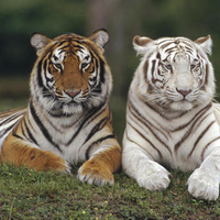 Two Tigers