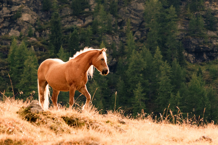 stray horse - horse, animal, trees, green