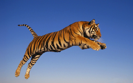 jumping - animal, blue, jump, tiger, sky