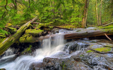 Panther Creek Falls - nature, forest, waterfall, creek