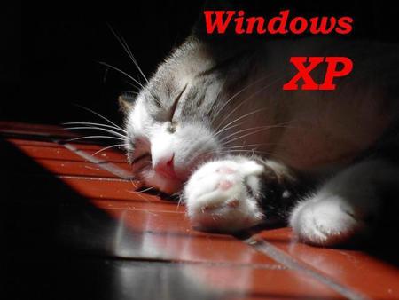 Sleeping - windows xp, xp, animal, sleep, windows, cat