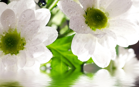 White Flowers - white, white flowers, beautiful, flowers, nature