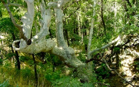 Does this look like Arizona - beautiful, unusual, forest, nature