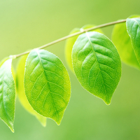 Green leaves