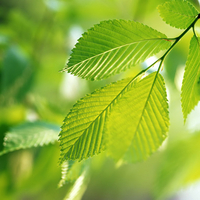 Green leaves