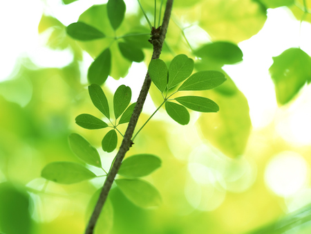 Green leaves - grass, nature, green, leaves