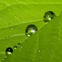 dew bubbles on green