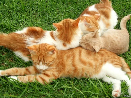 Family session - yellow, green, cute, cats, herb