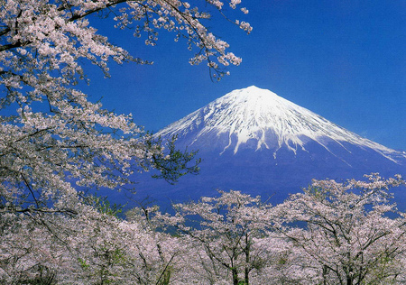 Fuji sakura - cherry blossom, japan, sakura, fuji, spring