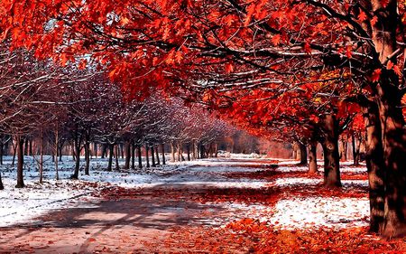 snow and leaves - white, trees, red, snow, day, winter, leaves