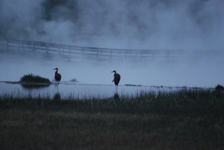 Yellowstone - yellowstone, sunset, bird, hotsprint