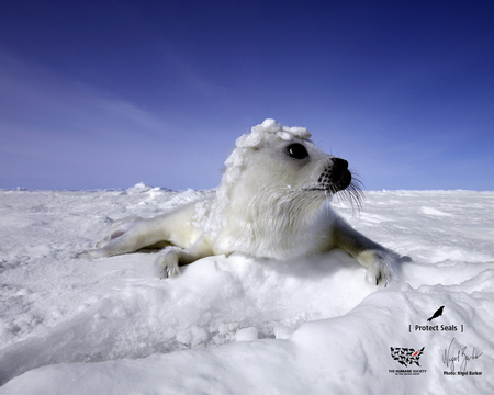 Seal in winter - seal, animal, winter, nature, snow