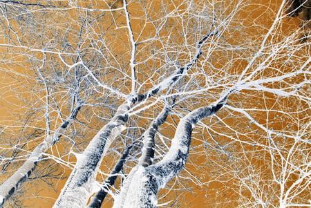 RamiSpogli - BareBranches - forest, bare, leafless, tree, branch