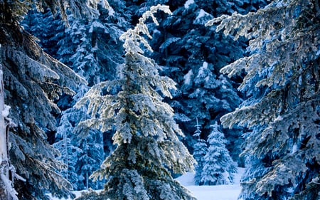 Winter - white, beautiful, blue, snow, winter, pine trees